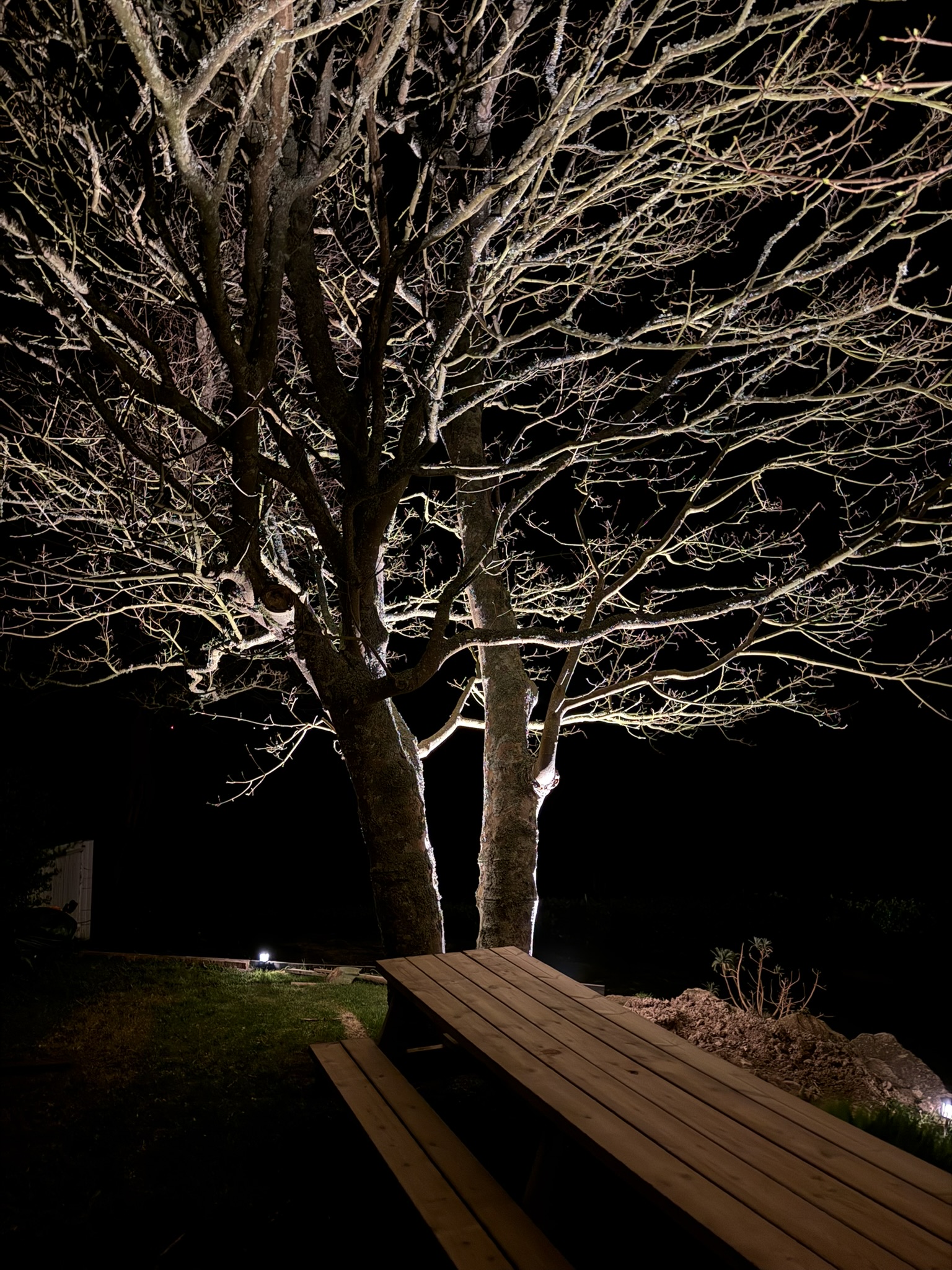 Grand arbre illuminé et terrasse en bois